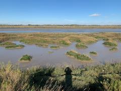 Old Hall Marshes